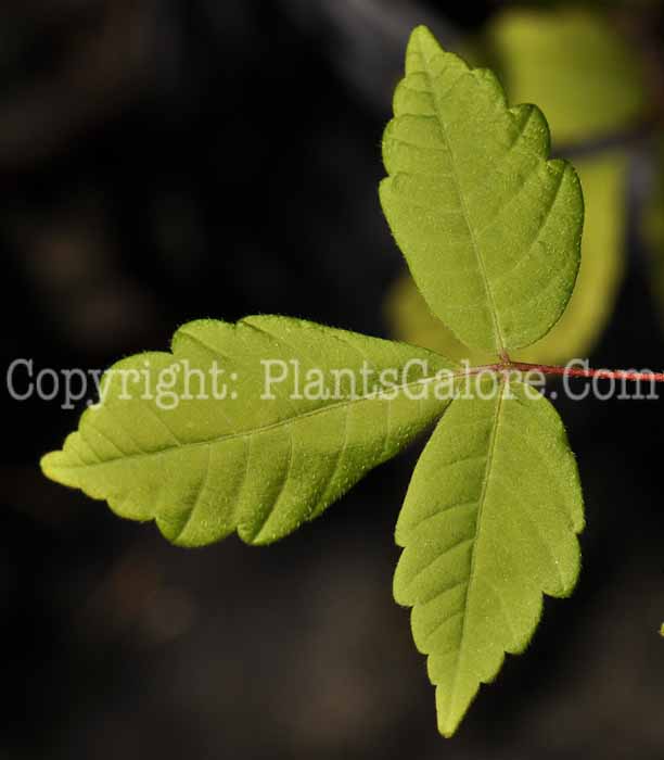 PGC-T-Acer-henryi-aka-Henrys-Maple-1