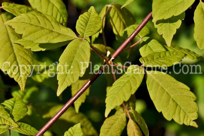 PGC-T-Acer-henryi-aka-Henrys-Maple-2