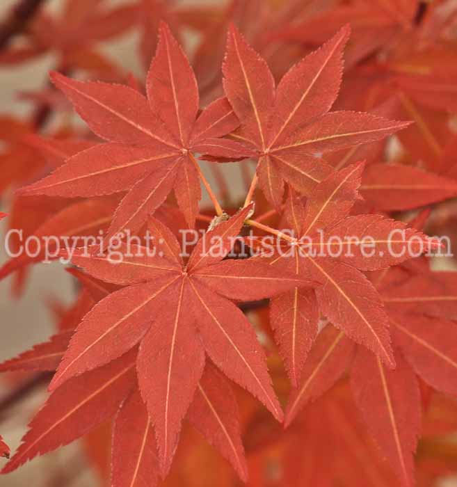 PGC-T-Acer-palmatum-Atropurpureum-aka-Japanese-Maple-1