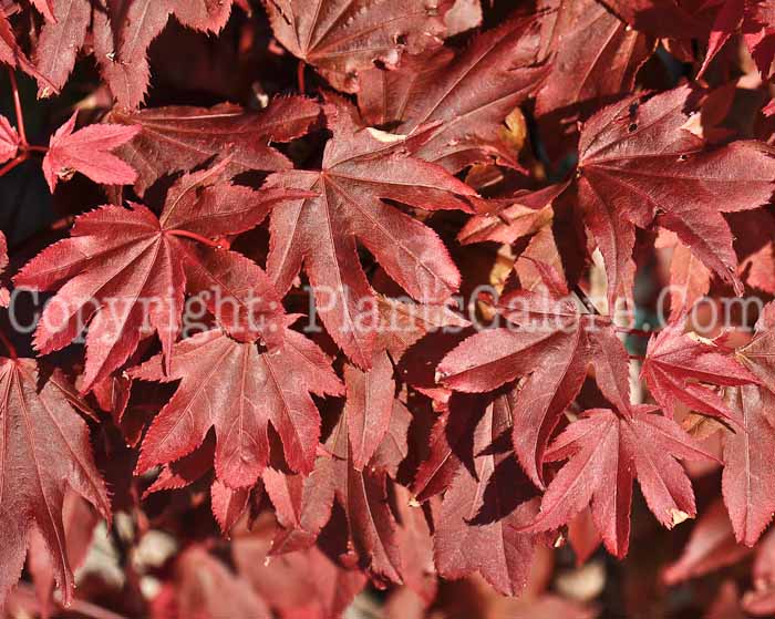 PGC-T-Acer-palmatum-Ruslyn-in-the-Pink-aka-Japanese-Maple-1