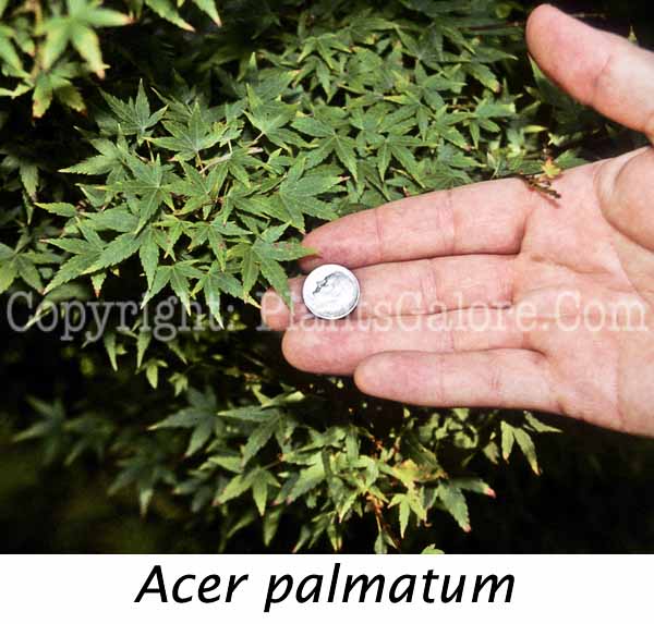 PGC-T-Acer-palmatum-aka-Japanese-Maple-5-Edit