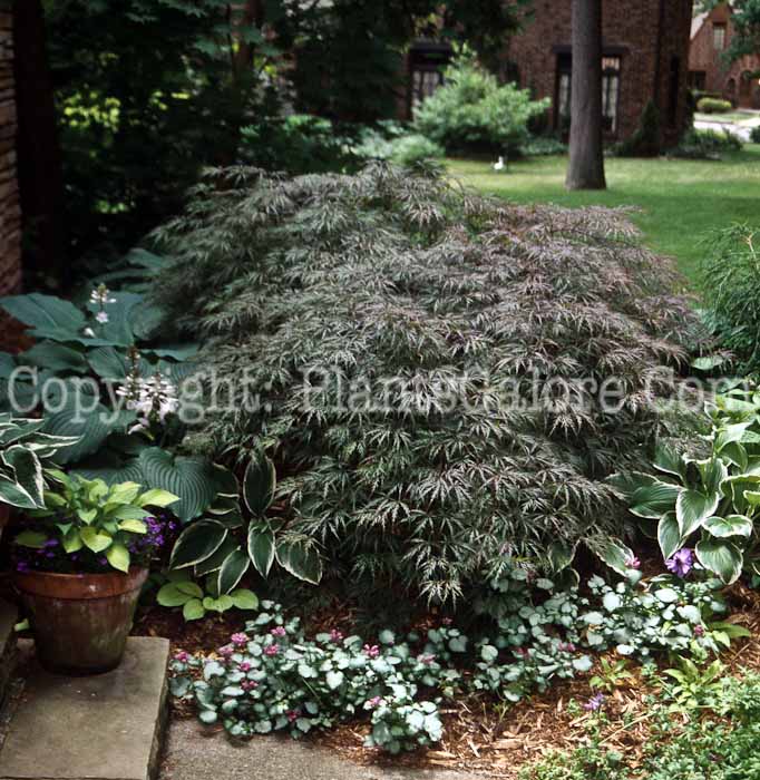 PGC-T-Acer-palmatum-aka-Japanese-Maple-8