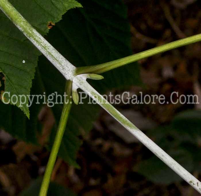 PGC-T-Acer-pensylvanicum-aka-Striped-Maple-11