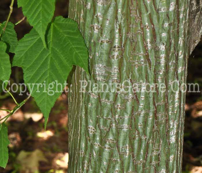 PGC-T-Acer-pensylvanicum-aka-Striped-Maple-3