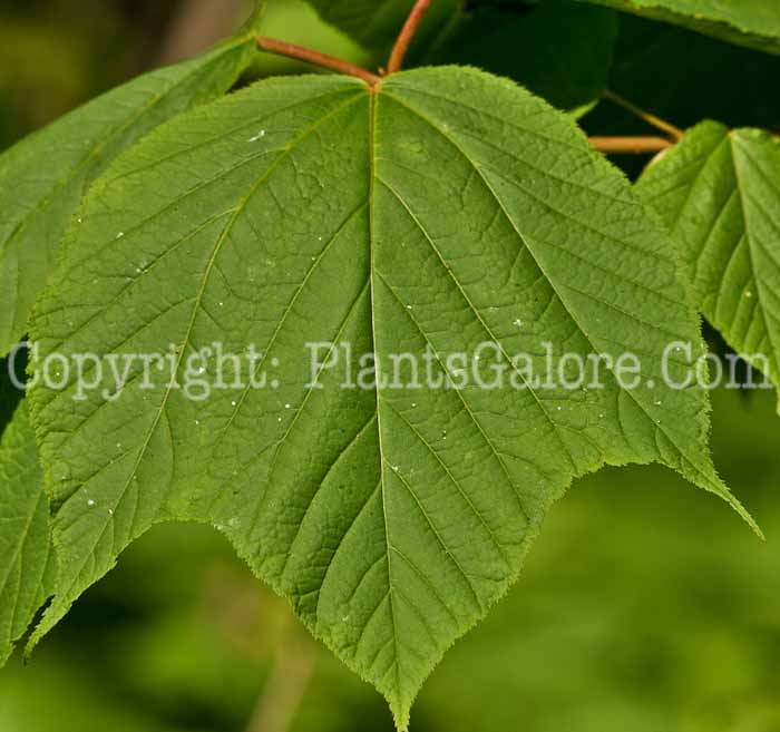 PGC-T-Acer-pensylvanicum-aka-Striped-Maple-5