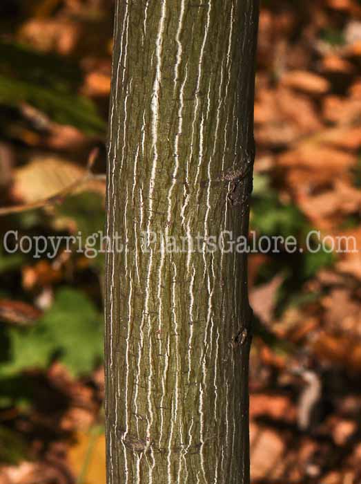 PGC-T-Acer-pensylvanicum-aka-Striped-Maple-9