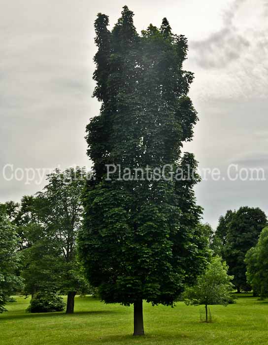 PGC-T-Acer-platanoides-Columnar-Compact-aka-Norway-Maple-0-1