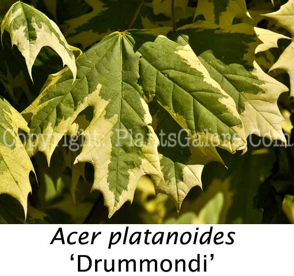 PGC-T-Acer-platanoides-Drummondi-aka-Norway-Maple-1-Edit