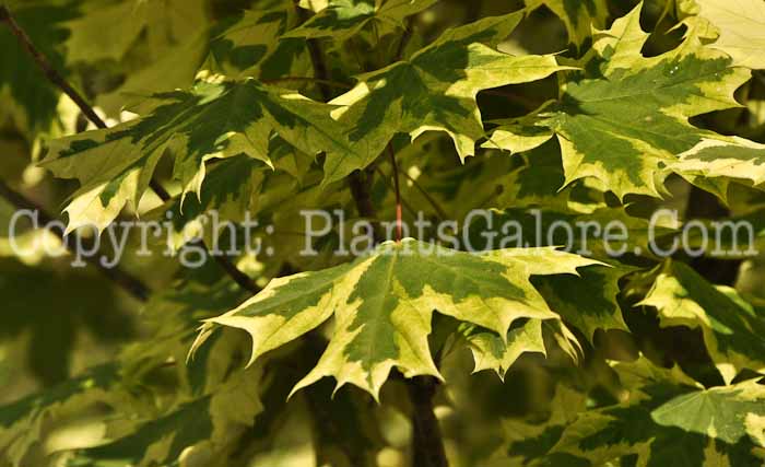 PGC-T-Acer-platanoides-Silver-Variegated-aka-Norway-Maple-1