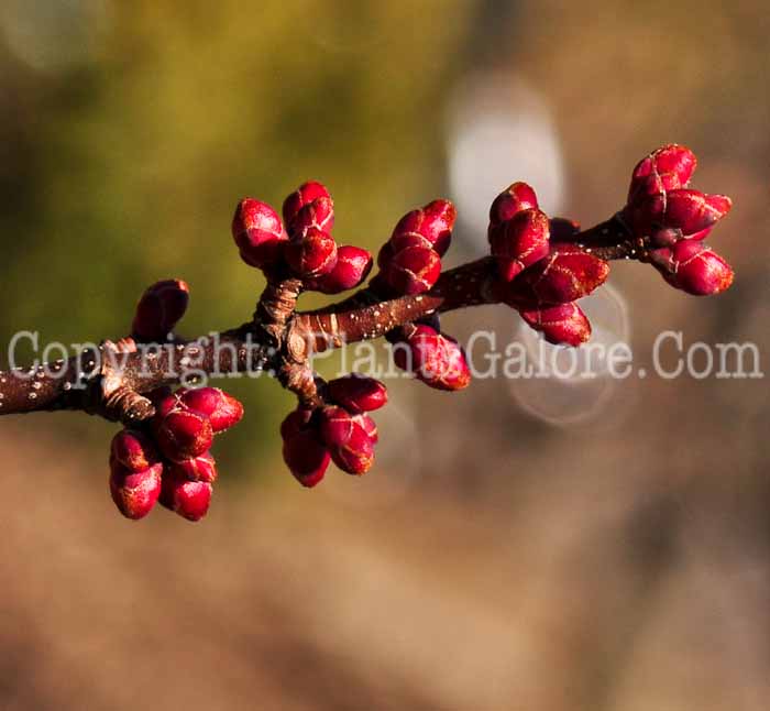 PGC-T-Acer-rubrum-AA-0413-3