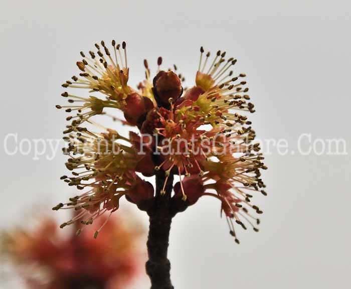 PGC-T-Acer-rubrum-Autumn-Flame-aka-Red-Maple-1