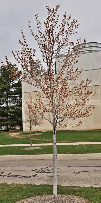 PGC-T-Acer-rubrum-Autumn-Flame-aka-Red-Maple-2