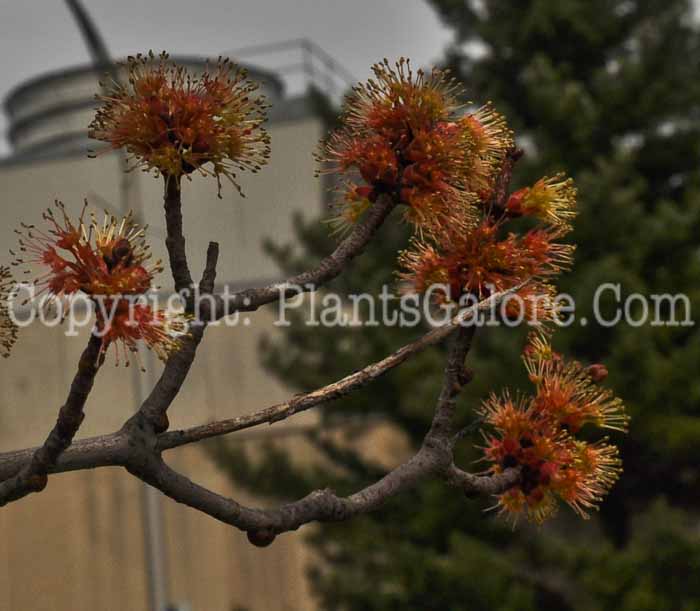 PGC-T-Acer-rubrum-Autumn-Flame-aka-Red-Maple-4