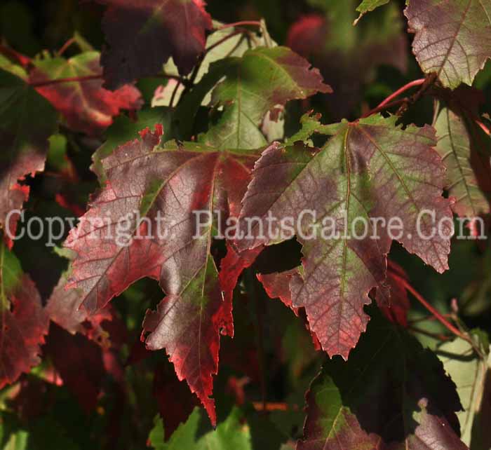 PGC-T-Acer-rubrum-Red-Sunset-aka-Red-Maple-4