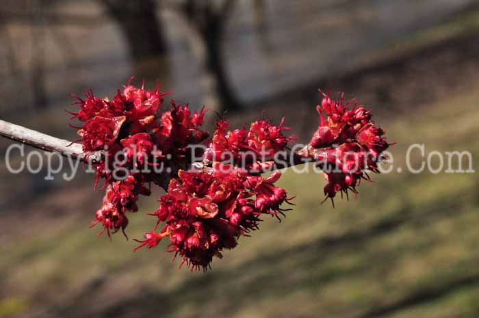 PGC-T-Acer-rubrum-aka-Red-Maple-5