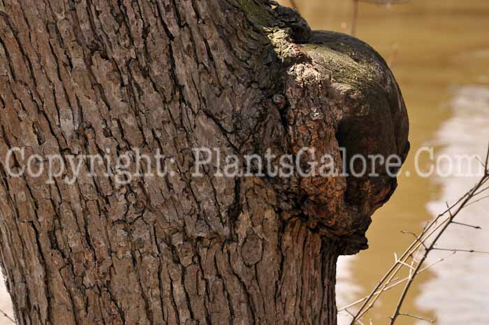 PGC-T-Acer-saccharinum-aka-Silver-Maple-1