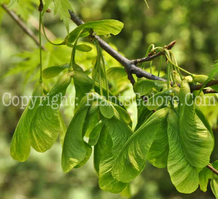 PGC-T-Acer-saccharinum-aka-Silver-Maple-8