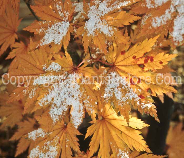 PGC-T-Acer-shirasawanum-aka-Fernleaf-Maple-3