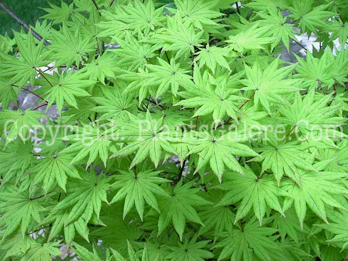 PGC-T-Acer-shirasawanum-aka-Fernleaf-Maple-4