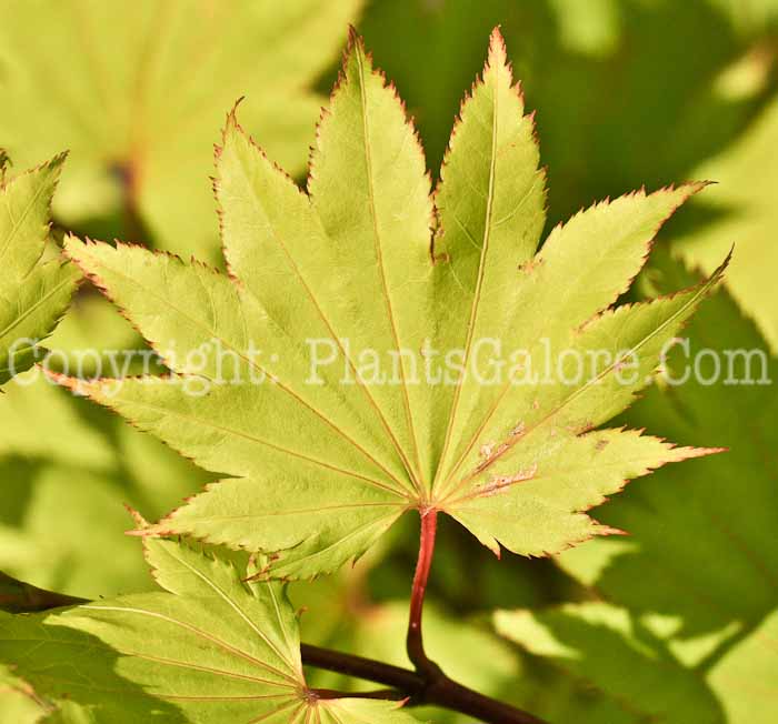 PGC-T-Acer-shirasawanum-aka-Fernleaf-Maple-5