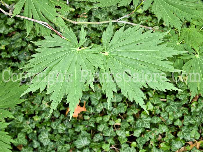 PGC-T-Acer-shirasawanum-aka-Fernleaf-Maple-6