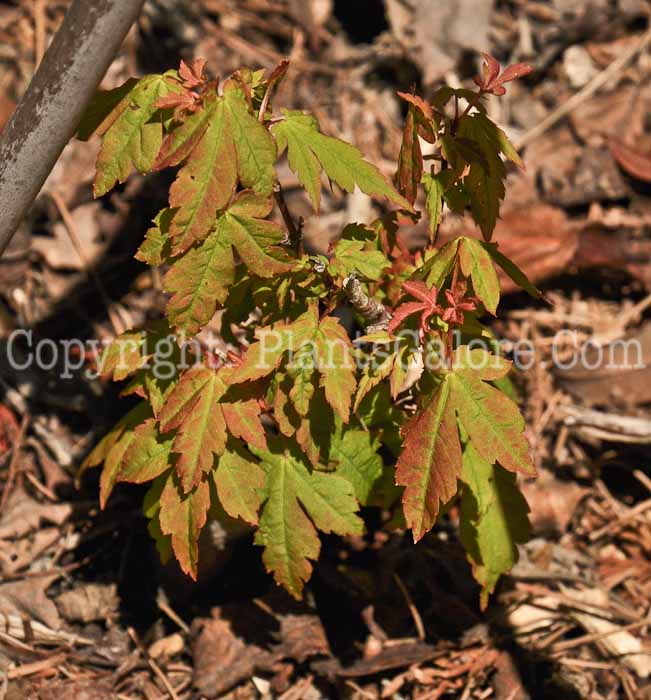 PGC-T-Acer-sieboldianum-aka-Siebolds-Maple-1