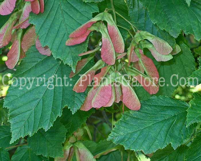 PGC-T-Acer-tataricum-aka-Tartarian-Maple-1