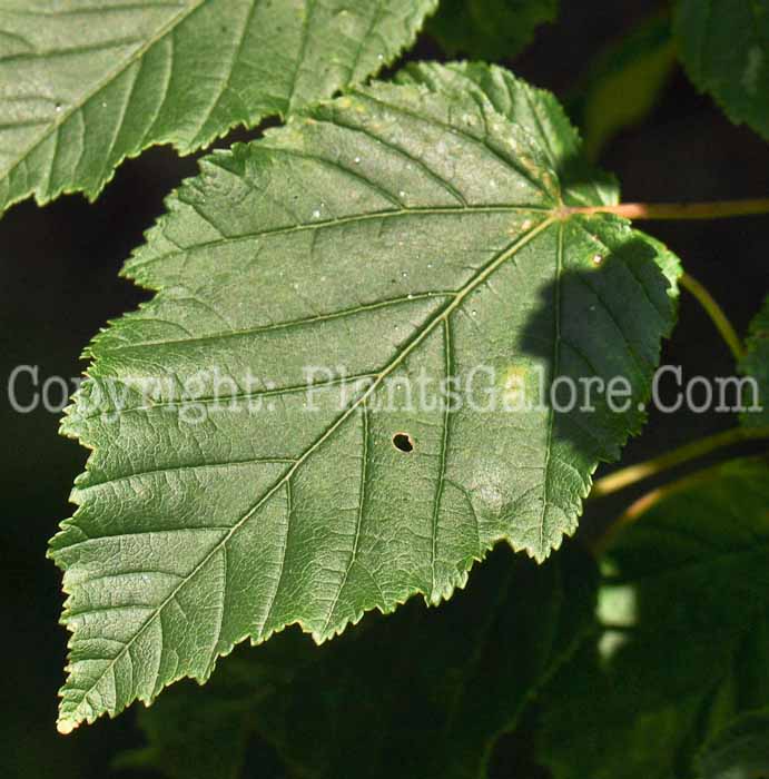 PGC-T-Acer-tataricum-aka-Tartarian-Maple-3