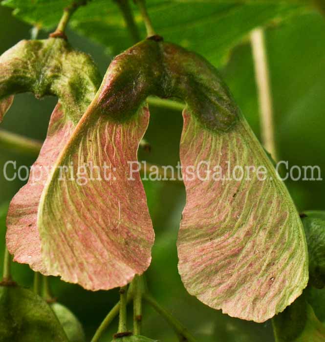 PGC-T-Acer-tataricum-aka-Tartarian-Maple-4