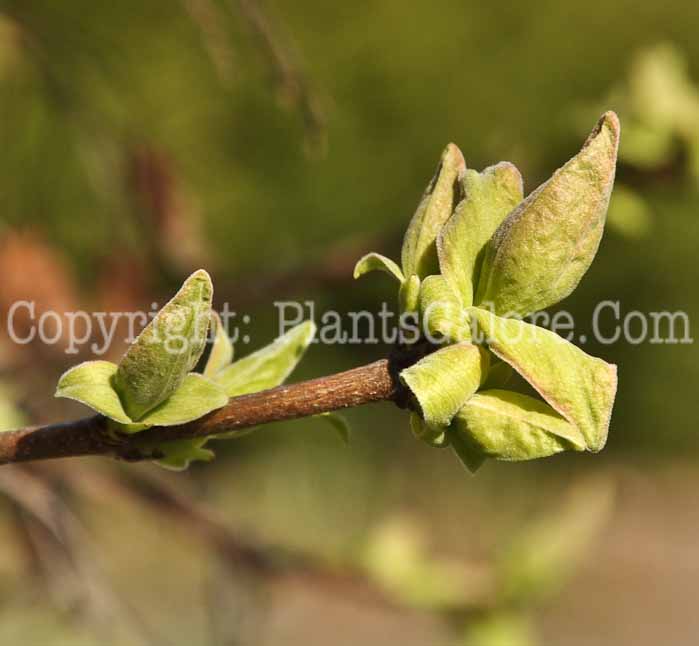 PGC-T-Acer-tataricum-aka-Tartarian-Maple-6