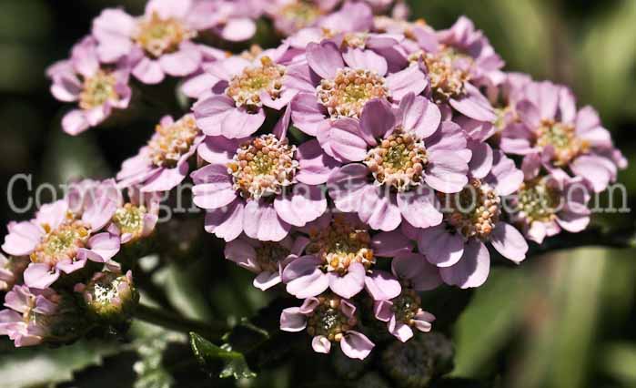 PGC-P-Achillea-millefolium-Angelique-2010-003