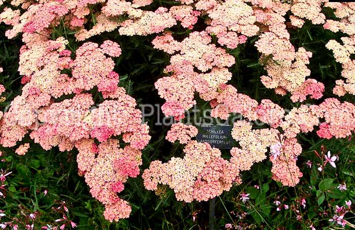 PGC-P-Achillea-millefolium-Lansdorferglut-9rk-2010