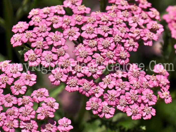 PGC-P-Achillea-millefolium-Pink-Grapefruit-1