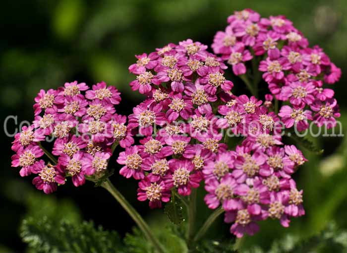 PGC-P-Achillea-millefolium-Pretty-Belinda-2