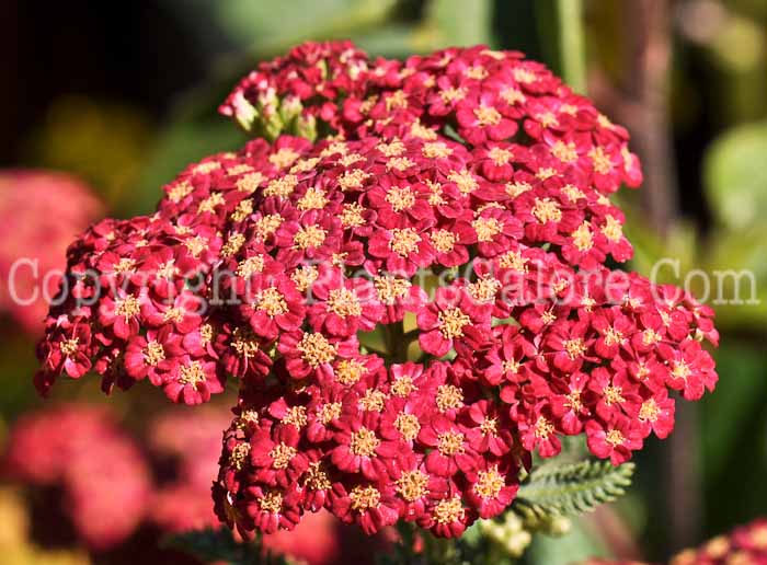 PGC-P-Achillea-millefolium-Red-Velvet-2010-001