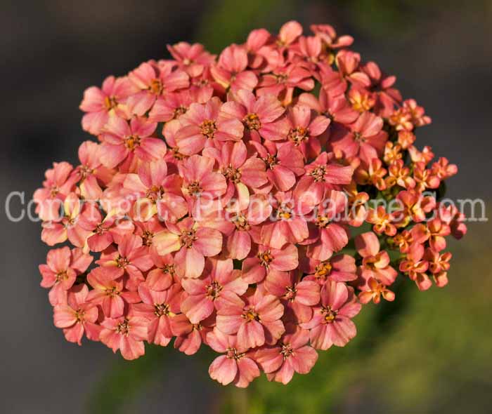 PGC-P-Achillea-millefolium-Salmon-Beauty-1