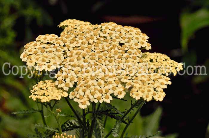 PGC-P-Achillea-millefolium-Sunny-Seduction-1