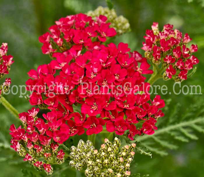 PGC-P-Achillea-millefolium-Tutti-Frutti-Pomegranite-1