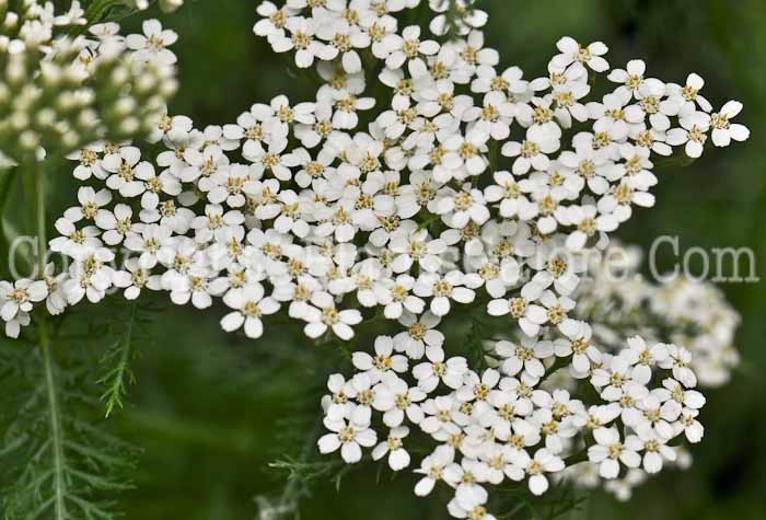 PGC-P-Achillea-millefolium-aka-Common-Yarrow-3