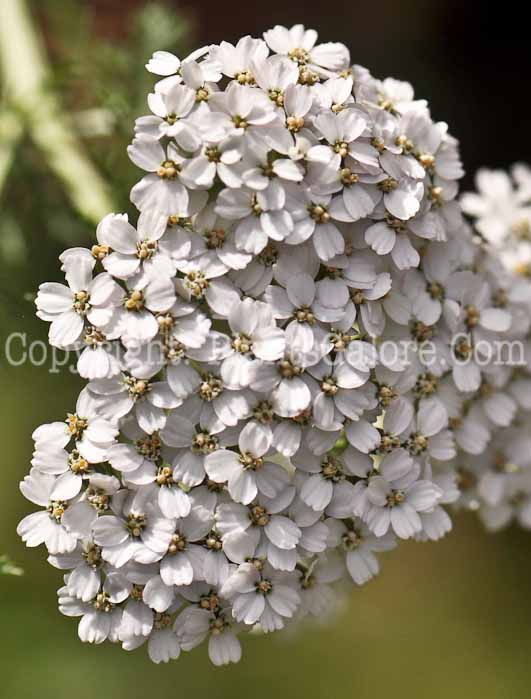 PGC-P-Achillea-millefolium-aka-Common-Yarrow-5