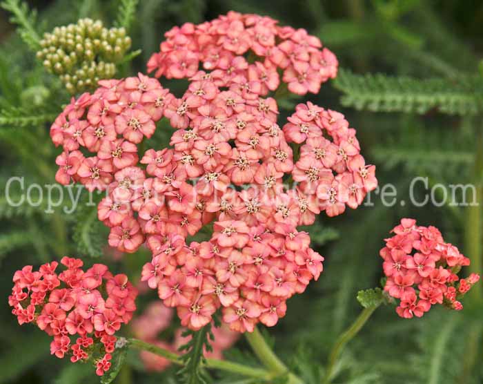 PGC-P-Achillea-millifolium-Apricot-Delight-2011-02