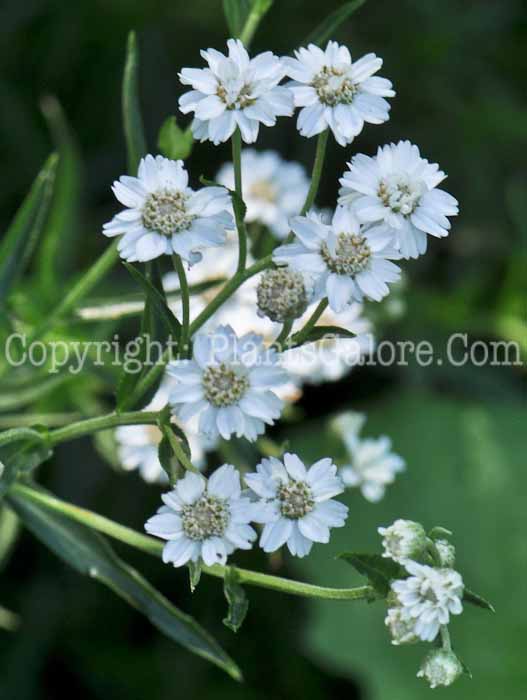 PGC-P-Achillea-ptarmica-aka-Sneezeweed-1