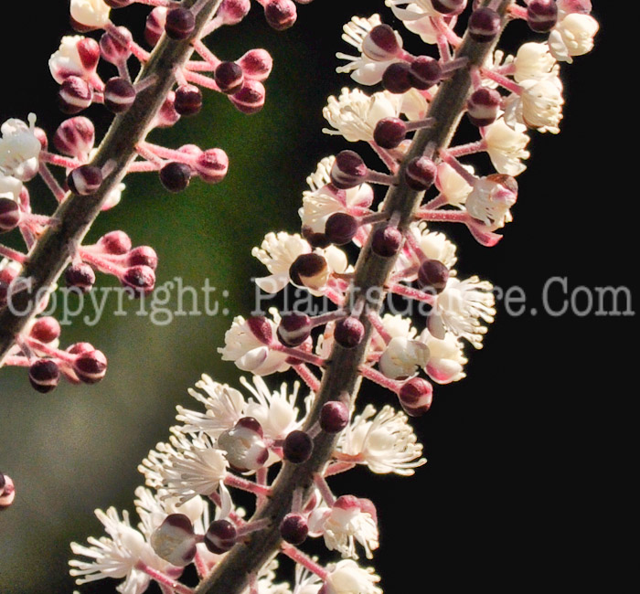 PGC-P-Actaea-simplex-Hillside-Black-Beauty-2