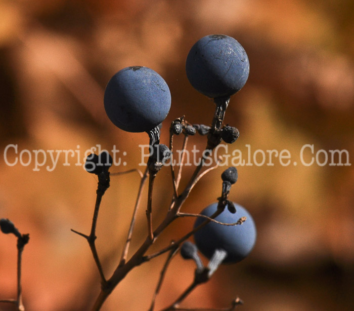 PGC-P-Actaea-spicata-aka-Eurasian-Baneberry-2