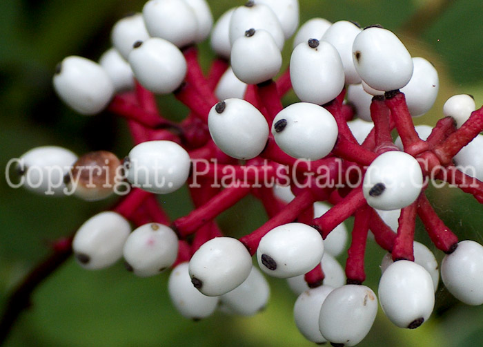 PGC-P-Actaea-pachypoda-aka-Dolls-Eyes-1