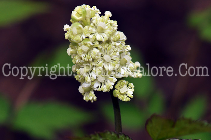 PGC-P-Actaea-pachypoda-aka-Dolls-Eyes-2