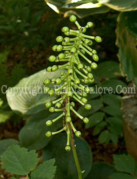 PGC-P-Actaea-pachypoda-aka-Dolls-Eyes-5