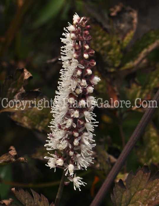 PGC-P-Actaea-racemosa-Atropurpurea-aka-Bugbane-1