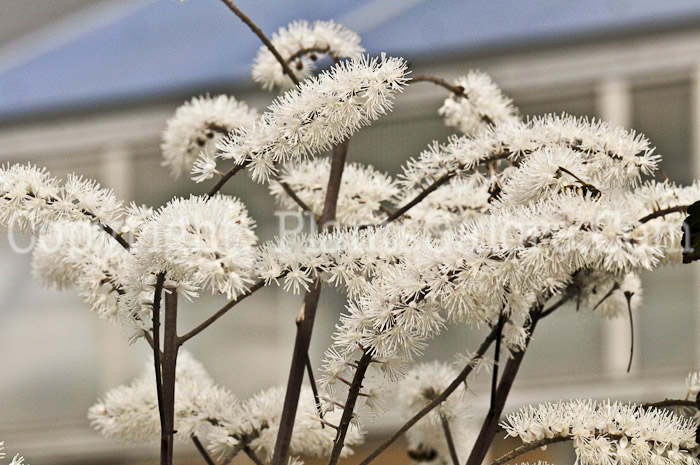 PGC-P-Actaea-racemosa-Atropurpurea-aka-Bugbane-2