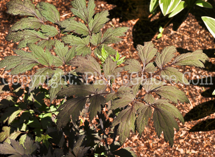 PGC-P-Actaea-racemosa-Atropurpurea-aka-Bugbane-4